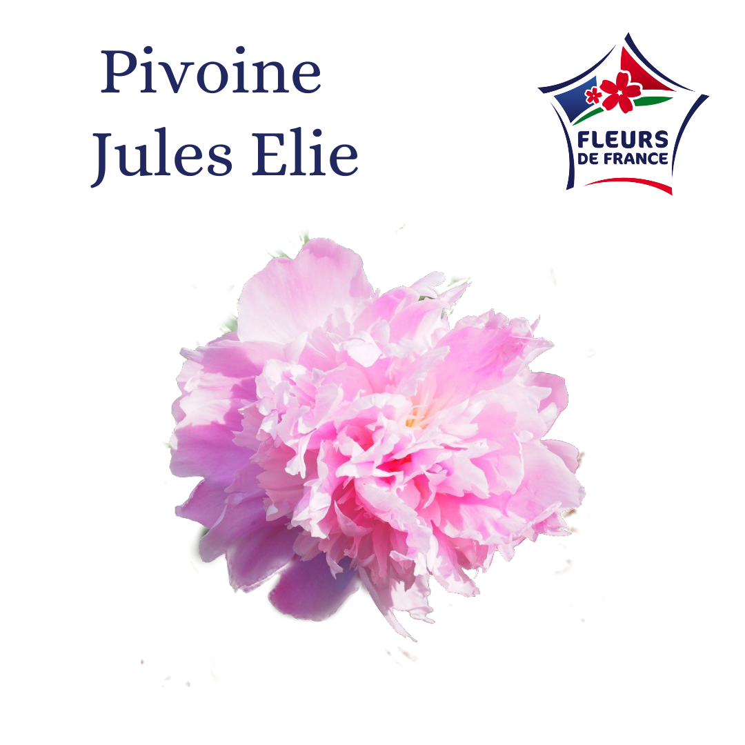 PIVOINE JULES ELIE ROSE 50 Fleurs de France